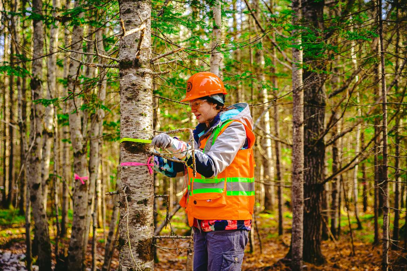 A ForEM student in a hard hat examining and tagging a birch tree during a woods lab